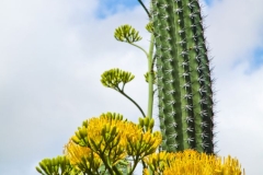 Cactus and flowering Agave in Aruba